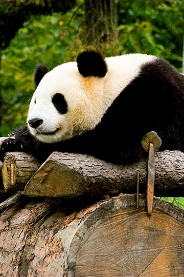 亚马尔一条龙破门